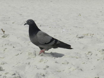 Close-up of bird perching on a snow