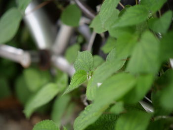 Close-up of green leaves