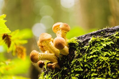 Close-up of mushrooms growing outdoors