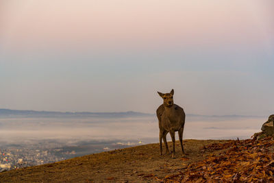 Horse standing on field against sky during sunset