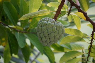 Close-up of fruit growing on tree