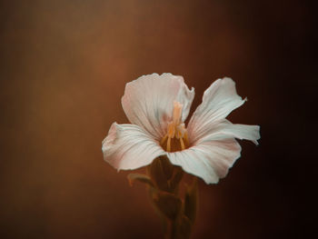 Close-up of white flowering plant