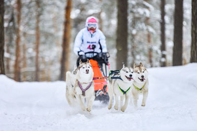 View of a dog on snow covered land