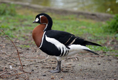 Close-up of a bird