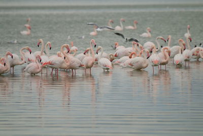 Flamingo birds in salt lake