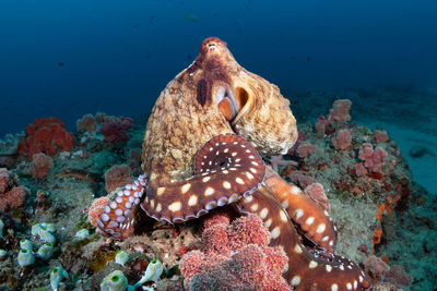 Fish swimming in sea