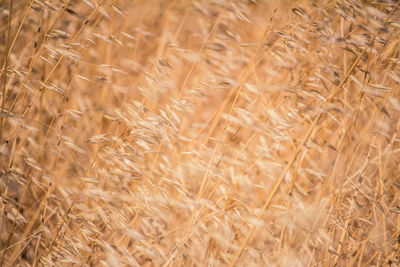 Close-up of wheat field