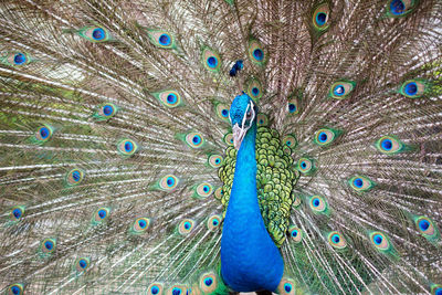 Full frame shot of peacock