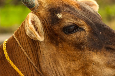 Close-up portrait of a horse