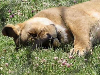 View of an animal sleeping on field