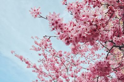 Low angle view of cherry blossom tree