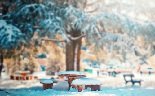 Close-up of plants in park during winter
