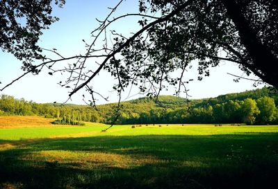 Trees on grassy field