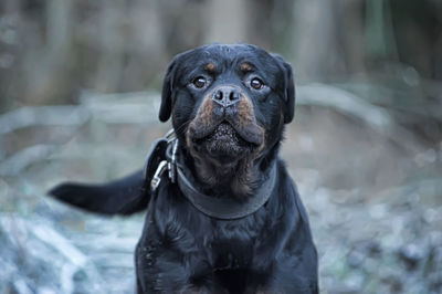 Close-up portrait of a dog