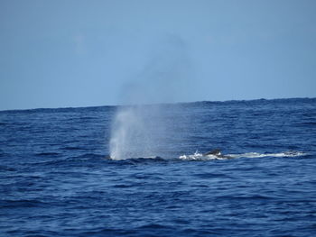 Humpback whale splashing water against clear sky