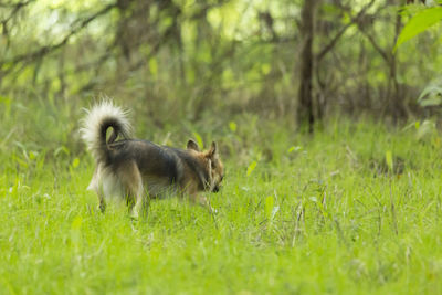 View of an animal on grass