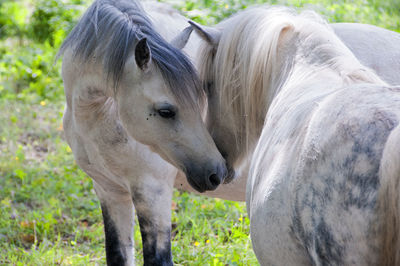 Close-up of a horse