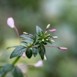 Close-up of flowering plant leaves