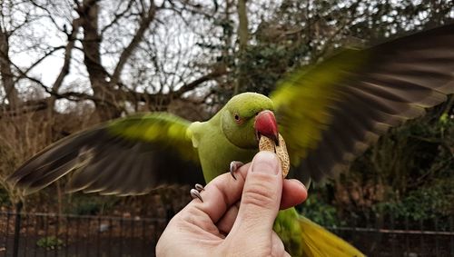 Close-up of a hand holding bird flying