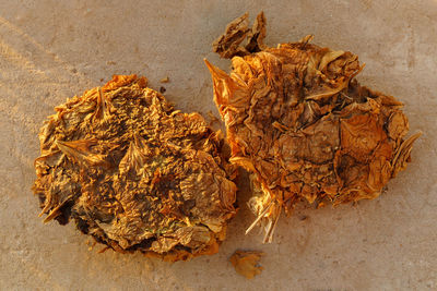 Close-up of dried plant against white background