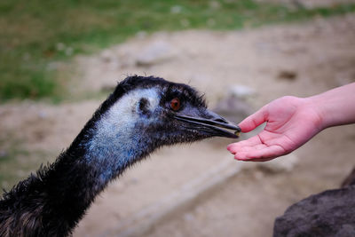 Close-up of bird