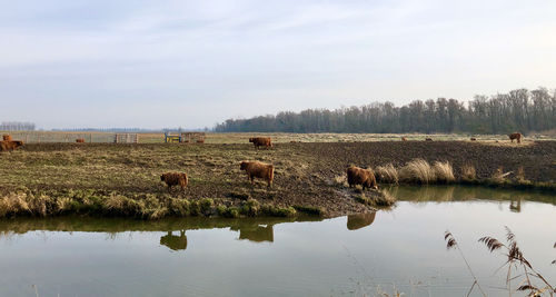 Scenic view of cows reflected in lake against sky