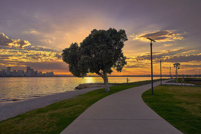 Trees in city against sky during sunset