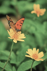 Close-up of butterfly pollinating on flower