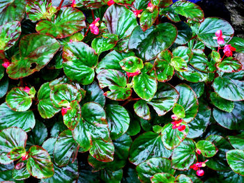 High angle view of red flowering plant