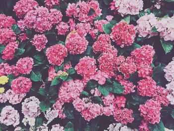 High angle view of pink flowering plants