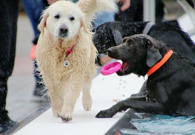 Dogs on snow covered field