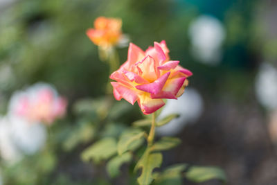 Close-up of pink flower blooming outdoors