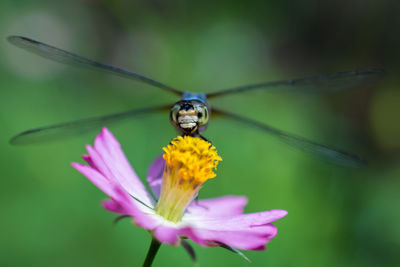 Close-up of insect on flower