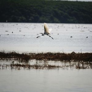 Seagull flying over water