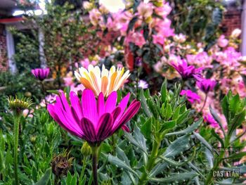 Close-up of pink flowering plants