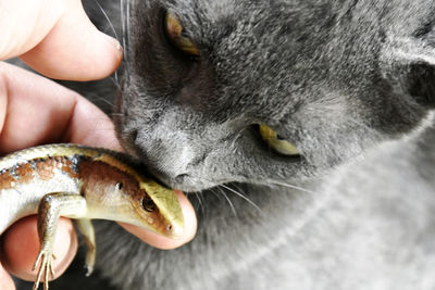 Close-up of hand holding cat