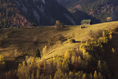 Scenic view of trees on field