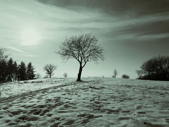 Bare trees on snow covered landscape