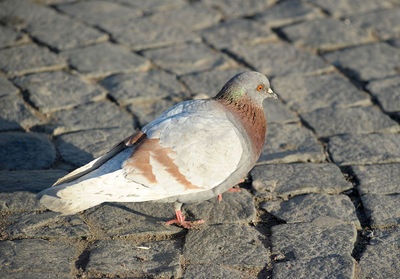 High angle view of pigeon perching