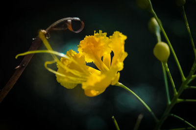 Close-up of yellow flowering plant