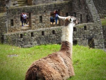 View of a horse on field