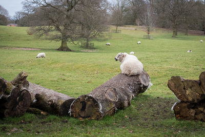 Sheep relaxing on field