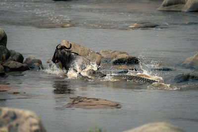 High angle view of turtle in water