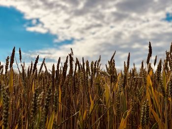 Close-up of stalks in field against cloudy sky