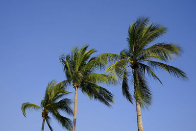 Low angle view of palm tree against clear blue sky