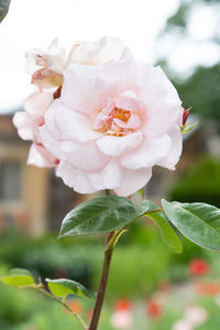 Close-up of rose plant