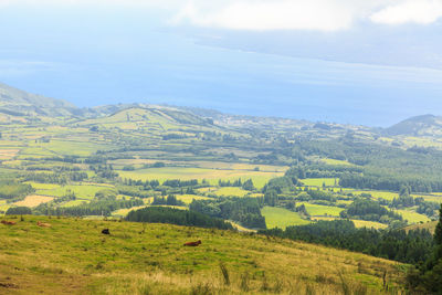 Scenic view of agricultural field against sky