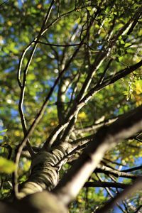 Low angle view of tree against sky