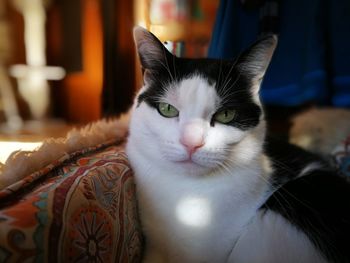 Close-up portrait of a cat at home