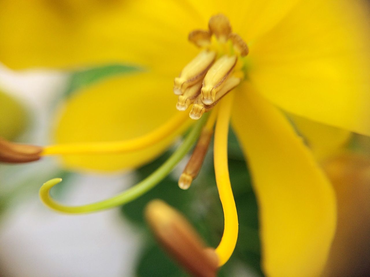 flower, petal, freshness, flower head, fragility, yellow, growth, beauty in nature, close-up, pollen, nature, stamen, blooming, single flower, selective focus, focus on foreground, in bloom, plant, blossom, macro